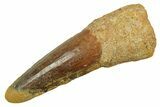 Fossil Spinosaurus Tooth - Real Dinosaur Tooth #298075-1